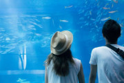 【急募】付き合ってない女の子を水族館デートに誘うのってアリ？