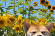 【画像多め】柴イッヌさん、ひまわり畑でニッコニコ…これは夏エンジョイーヌwwww