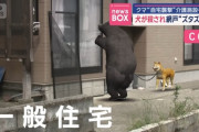 【悲報】この暑さで外飼いされてた柴犬、クマに殺される