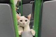 【ねこGIF】外出先で2匹の子猫ちゃんにロックオンされた男性…これは家にお連れしなければwww