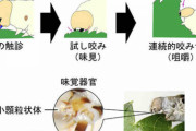 触るだけで桑の葉判別　カイコの味覚は超高感度だった　東京農工大など