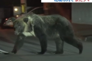 札幌の住宅街にヒグマ。試されすぎだろこの大地・・・