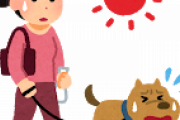 【画像多め】昼の炎天下に犬の散歩はダメ、絶対！早朝か深夜に行こう