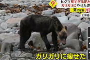 「あんなに痩せたのは初めて…」知床でガリガリのヒグマ目撃…写真家「悲しい気持ちになった」 #北海道 |  でも徹底的に助けない