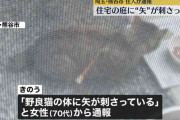 矢のようなものが刺さった猫が住宅の庭で見つかる　動物愛護法違反容疑で捜査　埼玉・熊谷市