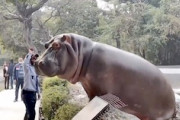 【動画】脱走しようとした動物園のカバさん、警備員に叩かれて諦める。