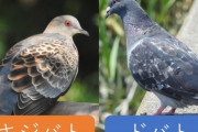 【画像】街で見かけるハトさん、外来種だった…