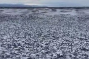 【動画】函館の海岸に打ち上げられた一面イワシの光景がすごい