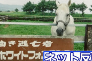 【YouTube競馬】ハイセイコー＆タケホープ引退後の73世代