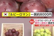 【悲報】韓国が日本の高級ブドウ「ルビーロマン」を盗んで栽培！韓国農家「大目に見ろ」