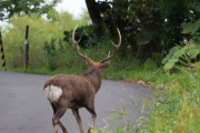 鹿の角に刺され『死亡』か　田んぼで流血の男性　胸に刺し傷あり　近くに雄シカ　鹿よけ突破か