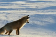 海外「聴力すげえ！」耳をすまし雪の下のネズミを狙うキツネが海外で話題に！　海外の反応