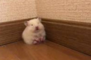 【動画】寝落ちするハムスターかわいい
