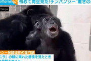 檻の中での生活に終止符を打ったチンパンジー「バニラ」の青空デビューに感動！