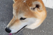 【速】明らかに合成みたいな犬が見つかるｗｗｗｗｗｗｗｗｗｗｗｗｗｗｗｗｗｗｗｗｗｗｗｗｗｗｗｗｗｗｗｗｗｗｗｗ