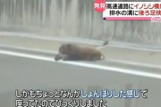 【画像】 高速道路で足が挟まったイノシシさん、猟友会に射殺される