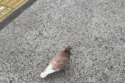 【レア】色違いの鳩見つけた！！！！（※画像あり）