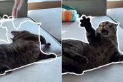 猫がぴったりと枠にはまる瞬間が気持ちいい！と評判のくせになる猫動画