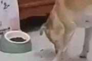 【ネコ】 床にこぼれたドッグフードを犬が食べていた。今のうちにゃ♪ → 猫はこうする…