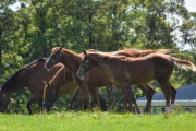 園田競馬場で馬の調教をしていた40代男性、他の馬が突然暴れて衝突され落馬 → 意識不明になり、搬送先の病院で死亡確認