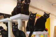 外国人「日本には黒猫しかいない猫カフェが存在するらしい！」
