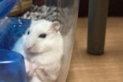 『広島・高橋昂也、最愛のハムスター“しろまる”との覚悟の別れを乗り越えて』スポニチ河合さんコラム書く　→高橋昂也インスタでしろまるの写真UP「まだまだ元気です！」
