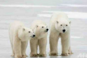 ホッキョクグマ、2100年までにほぼ絶滅か　英科学誌で論文を発表