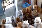 良いお客さんだ。猫たちがみんなで一斉にじっと窓の外を見つめる姿が素晴らしい。海外の反応