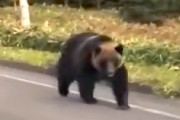 【知床】羅臼岳で駆除されたとされるヒグマの映像、怖すぎる(@_@;)