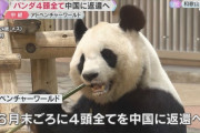 【和歌山】アドベンチャーワールドのパンダ4頭、すべて中国に返還   パンダは上野動物園だけに