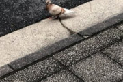 【画像】道端に珍しい色の鳥がいるんやが