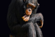 【恐怖】チンパンジーが進化しない理由、闇が深くて怖い