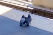 鳩の殺人？2羽の鳩が他の1羽を線路に突き落とす動画がNYで撮影される。