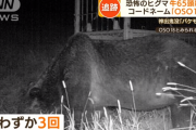 目撃者のいない巨大ヒグマ「OSO18」 その恐るべき実態