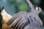 涙ぐましい求愛ダンスでメスの気を引く鳥「コウロコフウチョウ」…海外の反応