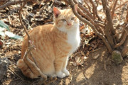 【ねこ画像】サービスエリアのねこ、猫の浜 ほか