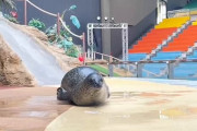 おんJ民さん、水族館で飼い慣らされる【動画】