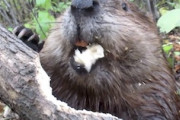 【動物】ビーバーが木を切り倒す様子を至近距離から撮影した動画が人気に。