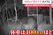【北海道苫前町】”400キロの巨大クマ ”カメラが捉える…広い範囲で連日出没　警戒続く　※なお三毛別事件のクマは340キロ