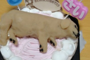 【画像多め】ワイのイッヌ、誕生日に手作りケーキをもらってご満悦wwww