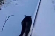 ネコが線路の中を散歩していた。雪が少し積もっている → 猫が歩くとこうなります…