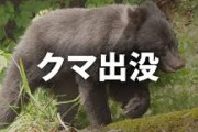 【悲報】クマ、ついに群馬県まで南下　男性が襲われる・・・・