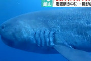 全長６メートル、幻の巨大サメ・メガマウス、東京湾の沖合で定置網にかかる