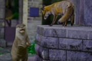 キツネとカワウソが夜の街で行動を共にする姿が監視カメラにとらえられる