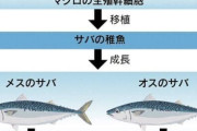 【画像】サバさん、人類に尊厳を踏みにじられてしまう・・・・・・・・・・