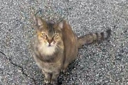 駐車場で猫を呼んだら、次から次へと鳥たちが集まり、まさかの水鳥祭り状態に