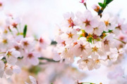 桜撮ったから評価してくれｗｗｗｗｗｗｗｗｗｗｗｗｗｗｗ