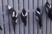 お前ら全員いったいどうしてこうなった？みんな仲良く頭が柵にひっかかった鳥たち。海外の反応