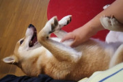 お腹をモフモフすると後脚で俺の腕をはねのけようとする柴男、この子柴犬に見えますよね？【再】