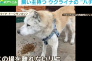 海外「ウクライナのハチ公」秋田犬のリニが海外で話題に（海外の反応）